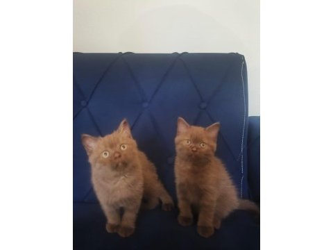 British shorthair nadir cins cinnamon
