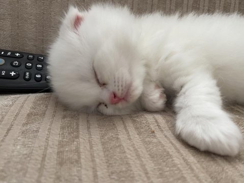 Kahramanmaraş içi elden teslim scottish fold kediler