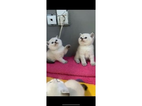 Safkan ayı surat orjinal ırk yavrularımız