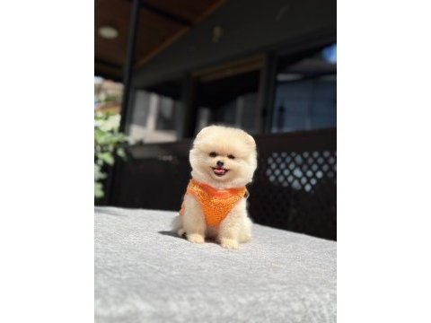 Sağlık ve ırk garantili pomeranian yavru