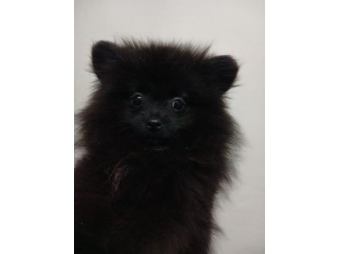 Pomeranian çiço yeni yuvasını arıyor
