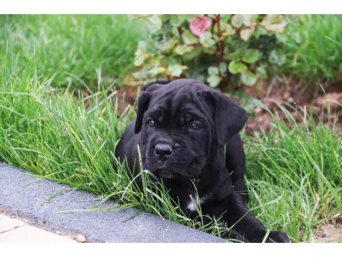A kaliteli cane corso yavrular