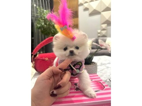 Evinize mutluluk getirecek minicik yavru köpekler