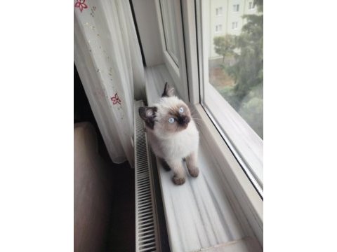 Colorpoint shorthair erkek uyguna