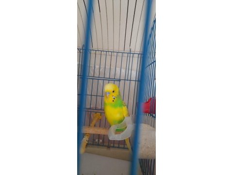 Muhabbet kuşları için ulaşın
