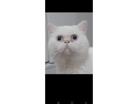 2 yaşında erkek beyaz british shorthair