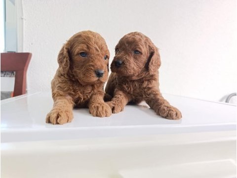 En yakışıklı yavru poodle köpekler