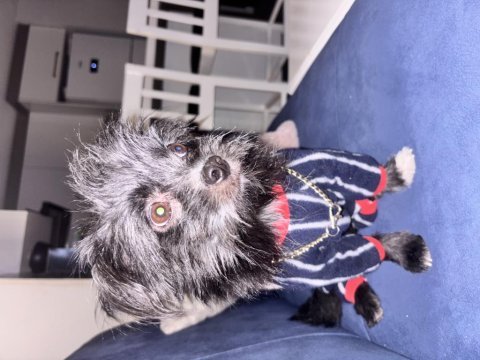 1 yıl 9 aylık terrier mersin