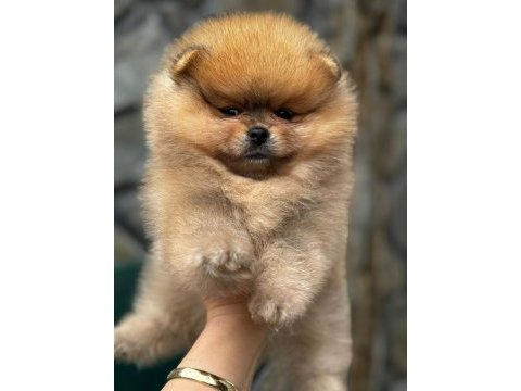 Pomeranian boo yavrularım