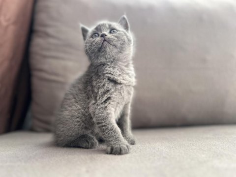 Erkek british shorthair sağlıklı oyuncu