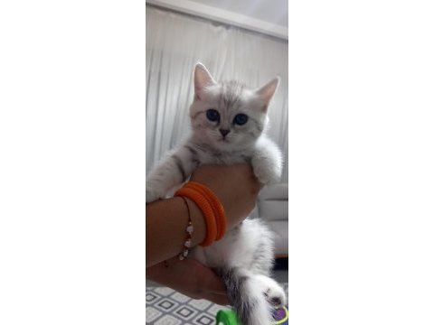 British shorthair yavrularım