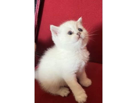 Erkek lynx point scottish fold yavrularım