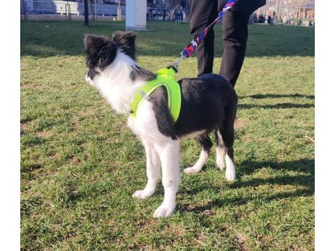 Border collie yavru