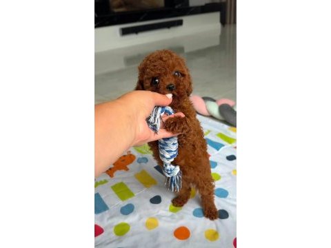 Minik red poodle bebek