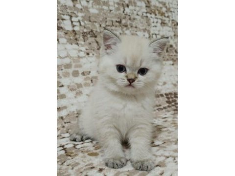 Blue point british yavrular