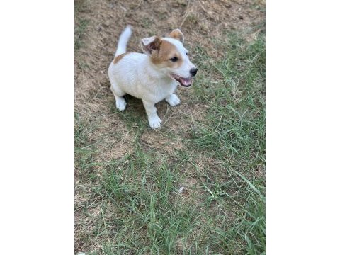 3 aylık safkan erkek jack russell