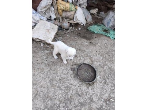 3 tane dişi akbaş yavrusu