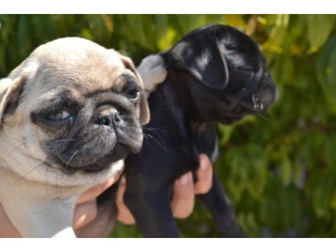 İki aylık pug yavrularım teslime hazır