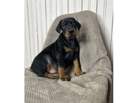 Asil görünümlü doberman yavruları