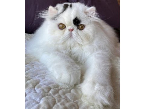 Safkan exotic longhair kısırlaştırılmış erkek