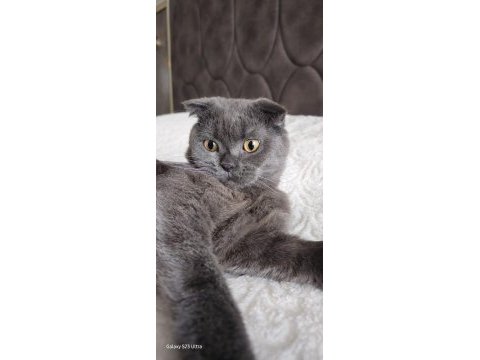 2 yaşında erkek scottish fold ücretsiz sahiplendirme