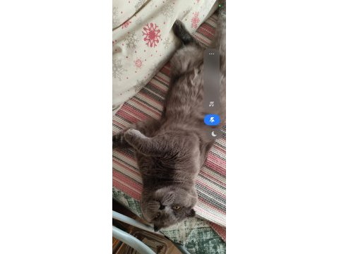 3 yaşında scottish fold