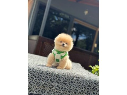 Yavru pomeranian boolarımız