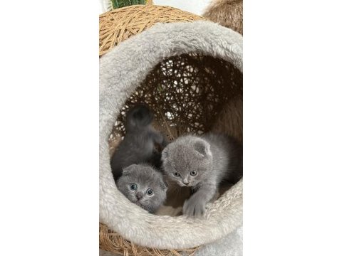 Dişi scottish fold yavrumuz sahiplendirilecektir 2 aylık