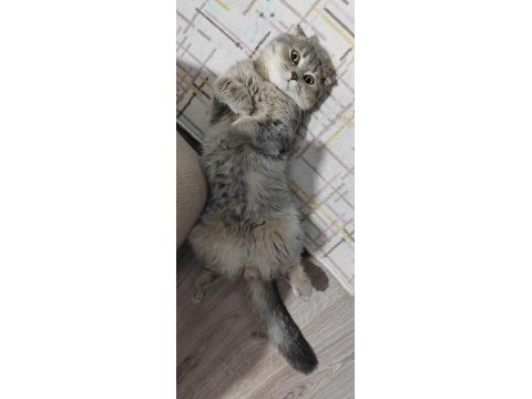1 yaşında scottish fold açıklama okuyunuz
