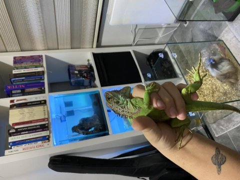 Evcil satılık çipli iguana