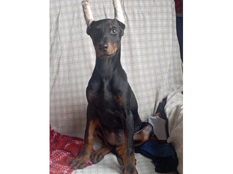 6 aylık king doberman