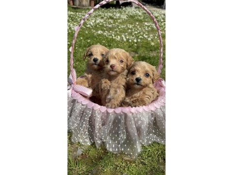 Maltipoo yavrularım