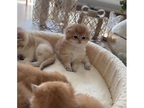 Golden british shorthair yavrular