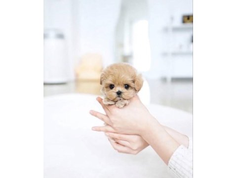Tr de tek özel maltıpoo yavrularımız
