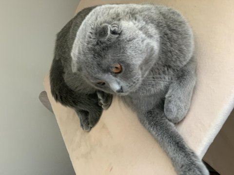 Scottish fold