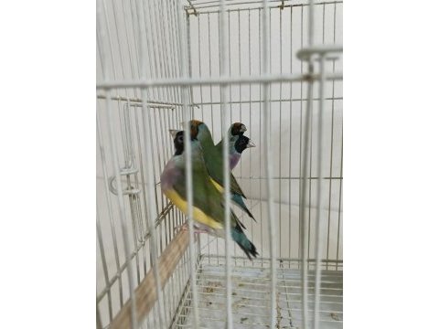 Golden finch
