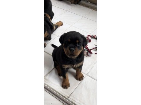 Grand türkiye şampiyonu yavruları a şecereli rottweiler