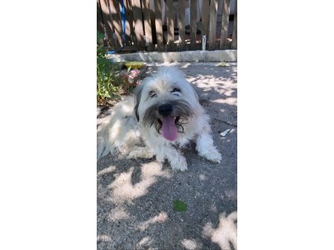 2 yaşında terrier bej ücretsiz sahiplendirilecektir