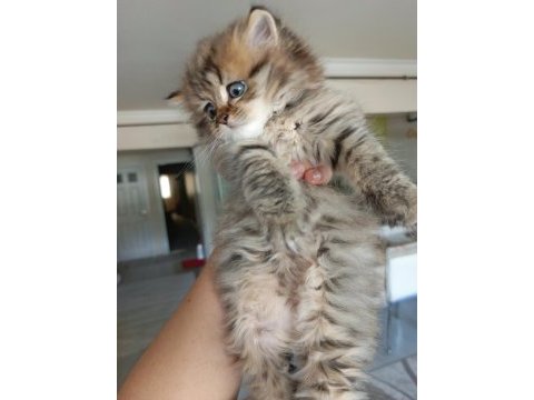 British longhair kedimiz