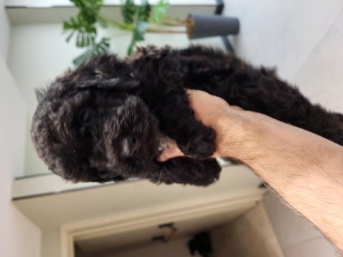 2 erkek toy poodle