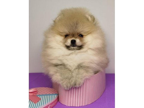Teddy bear pomeranian yavruları
