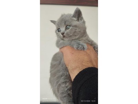 British shorthair yeni evimiz için hazırız