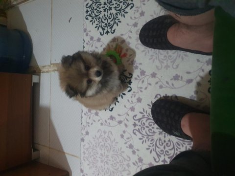 2 aylık erkek pomeranian boo yavrumuz