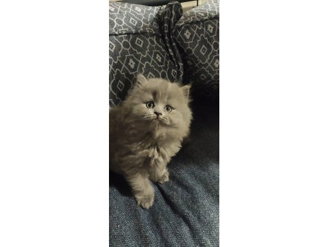 Oyuncu british longhair yavrularımız 