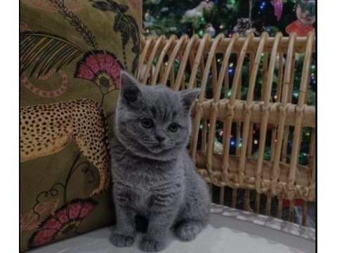 British shorthair 2,5 aylık