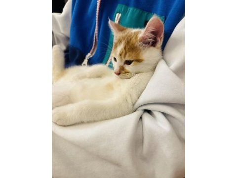 2.5 aylık erkek sarı beyaz tekir kedi yavrusu