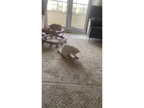 Beyaz british shorthair meleğim