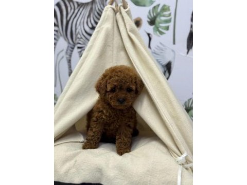 Kore kan poodle bebekler