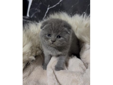 Scottish fold kediler