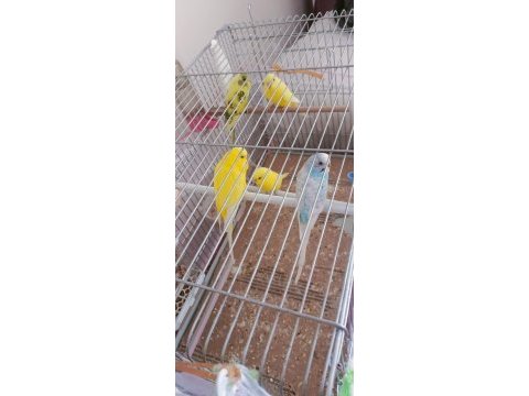 Yavru ve yetişkin muhabbet kuşu